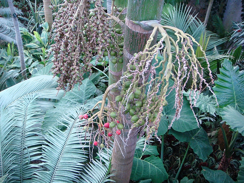 321 Longwood Gardens [2008 August 23].JPG - Longwood Gardens in Pennsylvania